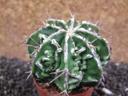 Astrophytum Dinosaur (Fukurio Hannya) pot 5,5 cm