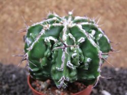 Astrophytum Dinosaur (Fukurio Hannya) pot 5,5 cm - 12396558
