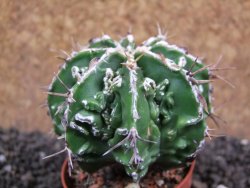 Astrophytum Dinosaur (Fukurio Hannya) pot 5,5 cm - 12396559