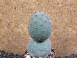 Tephrocactus geometricus pot 5,5 cm