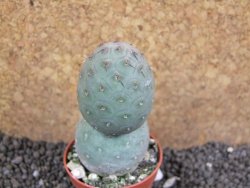Tephrocactus geometricus pot 5,5 cm - 12396577