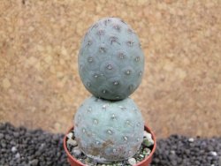 Tephrocactus geometricus pot 5,5 cm - 12396578