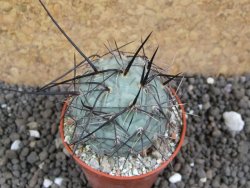 Tephrocactus geometricus pot 5,5 cm SW Fiambala - 12396580