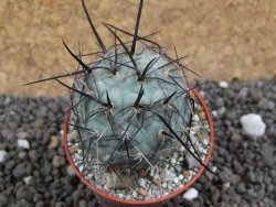 Tephrocactus geometricus pot 5,5 cm SW Fiambala - 12396581