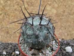 Tephrocactus geometricus pot 5,5 cm SW Fiambala - 12396582