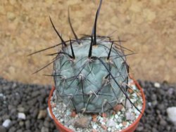 Tephrocactus geometricus pot 5,5 cm SW Fiambala - 12396583