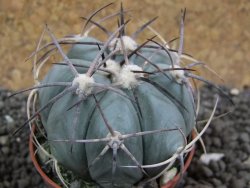 Echinocactus horizonthalonius pot 5,5 cm