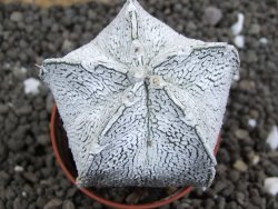 Astrophytum coahuilense snow (Super Coahuilense), pot 5,5 cm