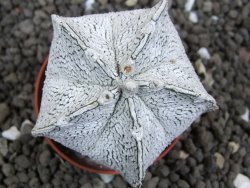 Astrophytum coahuilense snow (Super Coahuilense), pot 5,5 cm - 12396606