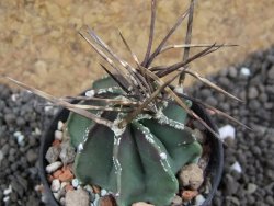 Astrophytum niveum nudum 40 km Cu. Ci. pot 5,5 cm