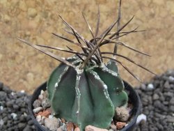 Astrophytum niveum nudum 40 km Cu. Ci. pot 5,5 cm - 12396624