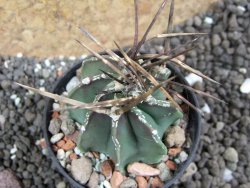Astrophytum niveum nudum 40 km Cu. Ci. pot 5,5 cm - 12396625