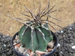 Astrophytum niveum nudum 40 km Cu. Ci. pot 5,5 cm - 12396626