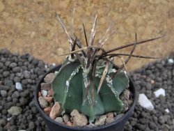 Astrophytum niveum nudum 40 km Cu. Ci. pot 5,5 cm - 12396627