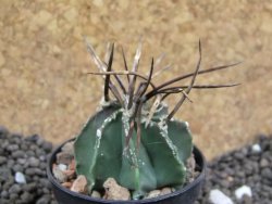 Astrophytum niveum nudum 40 km Cu. Ci. pot 5,5 cm - 12396628