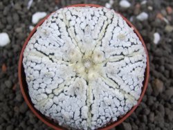 Astrophytum Super Kabuto pot 6,5 cm - 12396682