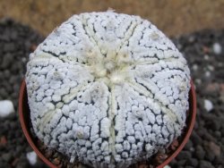 Astrophytum Super Kabuto pot 6,5 cm - 12396683