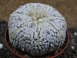Astrophytum Super Kabuto pot 6,5 cm - 12396684