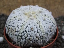 Astrophytum Super Kabuto pot 6,5 cm - 12396685