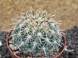 Coryphantha kracikii pot 5,5 cm - 12396687