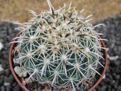 Coryphantha kracikii pot 5,5 cm - 12396688