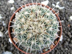 Coryphantha kracikii pot 5,5 cm - 12396689