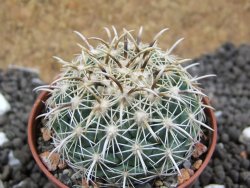 Coryphantha kracikii pot 5,5 cm - 12396690