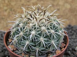 Coryphantha kracikii pot 5,5 cm