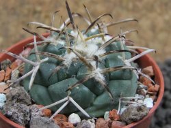 Coryphantha poselgeriana, pot 5,5 cm