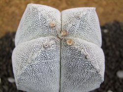 Astrophytum Onzuko Quadricostatum, pot 8 cm - 12396753