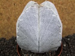 Astrophytum Onzuko Quadricostatum, pot 8 cm - 12396756