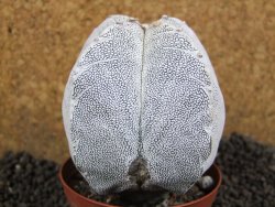 Astrophytum Onzuko Quadricostatum, pot 8 cm - 12396757