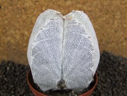 Astrophytum Onzuko Quadricostatum, pot 8 cm - 12396758