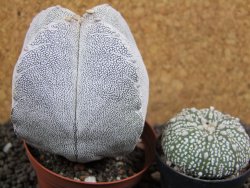 Astrophytum Onzuko Quadricostatum, pot 8 cm - 12396760