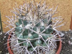 Coryphantha poselgeriana valida SB 288 Cerro Bola pot 17 cm