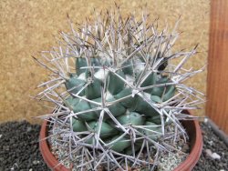 Coryphantha poselgeriana valida SB 288 Cerro Bola pot 17 cm - 12396791