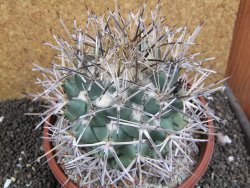 Coryphantha poselgeriana valida SB 288 Cerro Bola pot 17 cm - 12396792