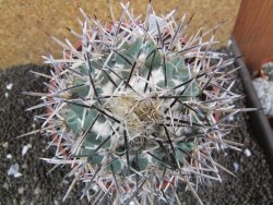 Coryphantha poselgeriana valida SB 288 Cerro Bola pot 17 cm - 12396793