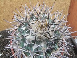 Coryphantha poselgeriana valida SB 288 Cerro Bola pot 17 cm - 12396794