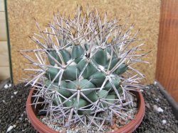 Coryphantha poselgeriana valida SB 288 Cerro Bola pot 17 cm - 12396795