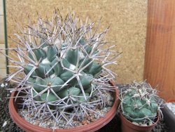 Coryphantha poselgeriana valida SB 288 Cerro Bola pot 17 cm - 12396796