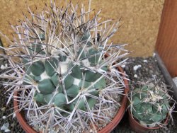 Coryphantha poselgeriana valida SB 288 Cerro Bola pot 17 cm - 12396797