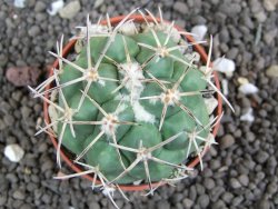 Coryphantha poselgeriana valida Cerro Bola pot 5,5 cm - 12396800