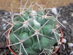 Coryphantha poselgeriana valida Cerro Bola pot 5,5 cm