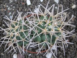 Coryphantha poselgeriana valida Cerro Bola pot 5,5 cm - 12396803