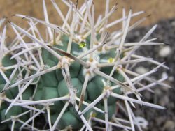 Coryphantha poselgeriana valida Cerro Bola pot 5,5 cm - 12396804