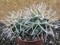 Coryphantha poselgeriana valida Cerro Bola pot 5,5 cm - 12396805
