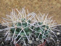 Coryphantha poselgeriana valida Cerro Bola pot 5,5 cm - 12396806
