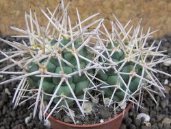 Coryphantha poselgeriana valida Cerro Bola pot 5,5 cm - 12396807