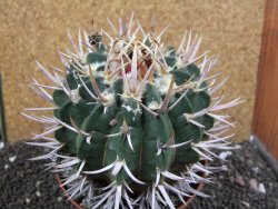 Echinofossulocactus coptonogonus Ventura XXXL, pot 12 cm - 12396819